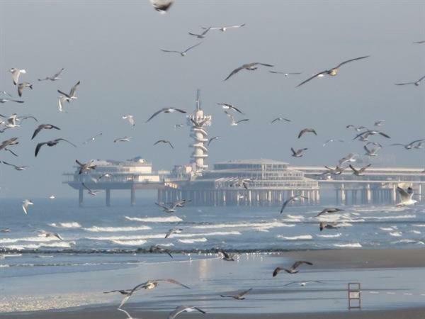 Parel Bij De Zee * Den Haag